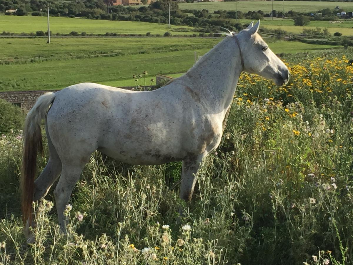 Agriturismo Su Meurreddu Tratalias 外观 照片
